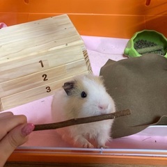 テディモルモットオス　生後8ヶ月