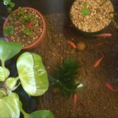 楊貴妃メダカの幼魚5匹もらって下さい②