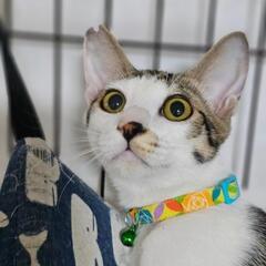 お腹をすかせているところを保護しました！