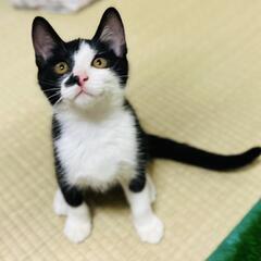 兄弟一緒のお家が出来ました🎵やんちゃで可愛い男の子✨こんぶ君