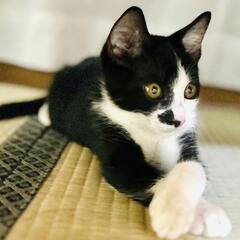 兄弟一緒のお家が出来ました🎵やんちゃで可愛い男の子✨こんぶ君 - 可児市