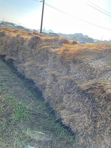 鹿児島産
稲藁