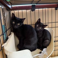 急いでます 6ヶ月･2ヶ月くらいの可愛い子猫ちゃん