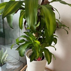 観葉植物