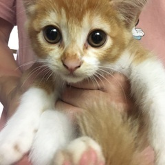 子猫　生後　2ヶ月