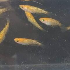 めだか🐟レクリス🐟画像個体全て
