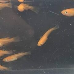 Amazon | GEX メダカ元気 快適繁殖ケース L 水容量約25L 約W60