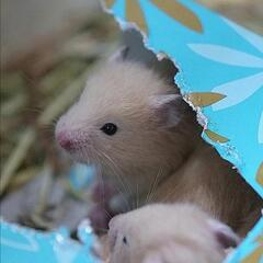 オスとメスのハムスター里親募集🐹
