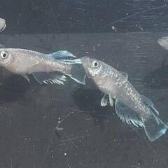 (決まりました)めだか🐟グランブルーモルフォ亜種×レッドクリフダ...