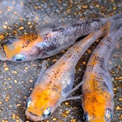 前面アクリル 錦鯉 金魚 ジャンボ角400 アクリル水槽 ※埼玉県