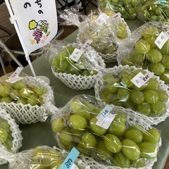 10月5日　ぶどうの直売