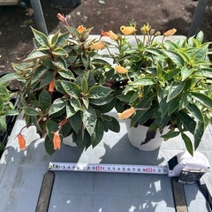 ガーデニング　シーマニア　