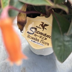 ガーデニング　シーマニア　の画像