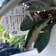 ガーデニング　シーマニア　の画像