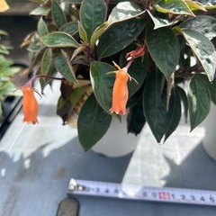 ガーデニング　シーマニア　の画像