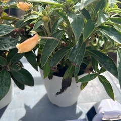 ガーデニング　シーマニア　の画像