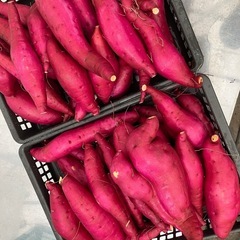 お試し　甘藷🍠　農家直送　さつまいも　10kg　新鮮　甘くて美味しい　期間限定品　数量限定で4の画像
