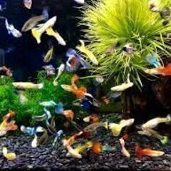グッピー大小♂♀合わせて10匹 大（成魚）5匹（♂3匹、♀2匹）・中：5匹（♂♀不明）の画像