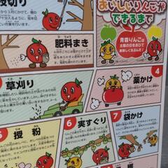 【断捨離中❗️】　非売品　りんご　りんごがどきるまで　下敷き　品種説明の画像