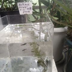 水槽にメダカオロチMIXとヌマエビとタニシなどを入れました。