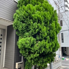 お庭の木の剪定、伐採、抜根ご相談ください！