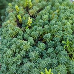 多肉植物の画像