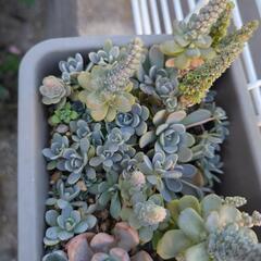 多肉植物の画像