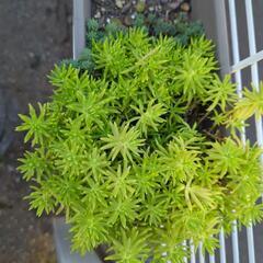 多肉植物の画像