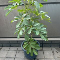 【観葉植物】カポック　シェフレラ　つぼみ付きの画像