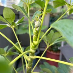 【観葉植物】カポック　シェフレラ　つぼみ付きの画像