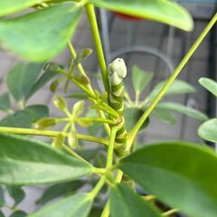 【観葉植物】カポック　シェフレラ　つぼみ付きの画像