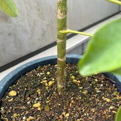 【観葉植物】カポック　シェフレラ　つぼみ付きの画像