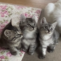 【募集を一時停止いたします】子猫の里親様募集します