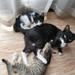 黒猫（アゴだけ白） 親猫