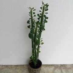 観葉植物の画像