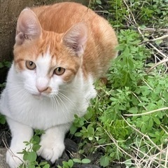 茶×白 子猫