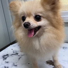 里親募集☆ポメラニアン♀