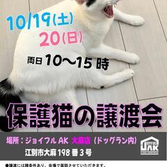 【江別】保護猫の譲渡会inジョイフルAKペットワールド大麻店〈1...