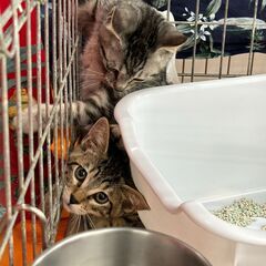【江別】保護猫の譲渡会inジョイフルAKペットワールド大麻店〈10/19・20〉 − 北海道