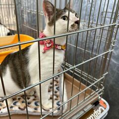 【江別】保護猫の譲渡会inジョイフルAKペットワールド大麻店〈10/19・20〉 - その他