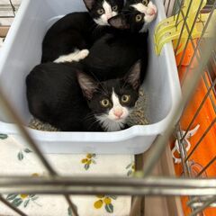 【江別】保護猫の譲渡会inジョイフルAKペットワールド大麻店〈10/19・20〉 - イベント