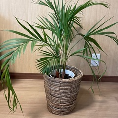 アレカヤシ　観葉植物