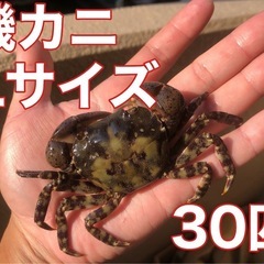 大・特大サイズ磯カニ30匹