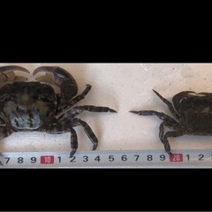大・特大サイズ磯カニ30匹の画像