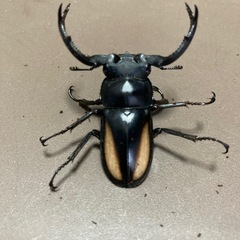 ボイレアウシカクワガタ　ペア
