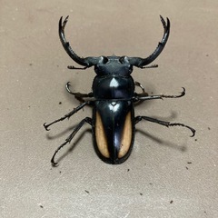 ボイレアウシカクワガタ　ペアの画像