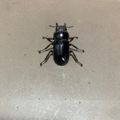 ボイレアウシカクワガタ　ペアの画像