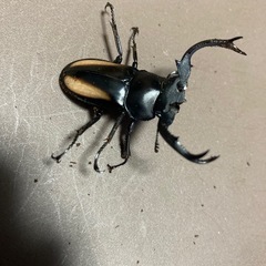 ボイレアウシカクワガタ　ペアの画像