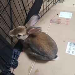 ミニレッキス子うさぎ3羽(残り1羽)