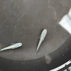 メダカ 墨武 (ボブ) 稚魚~若魚 10匹